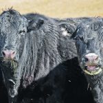 cows