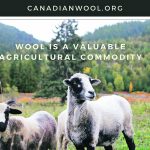 Sheep producers hope that the postcards and letters available from the Canadian Wool website will encourage support for the industry. | Tara Klager photo