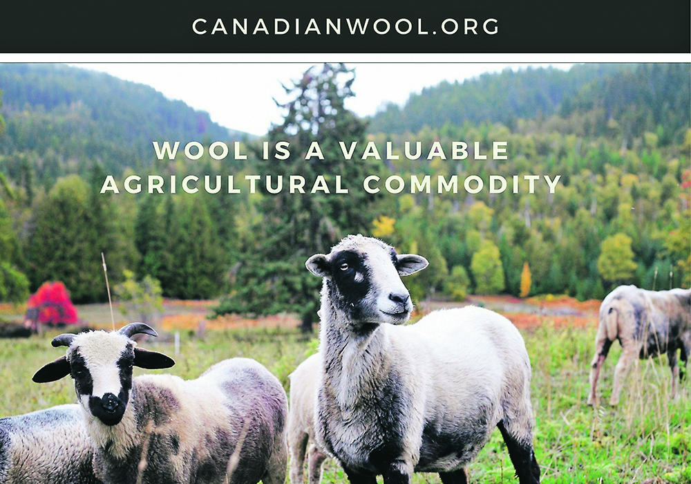 Sheep producers hope that the postcards and letters available from the Canadian Wool website will encourage support for the industry.  |  Tara Klager photo