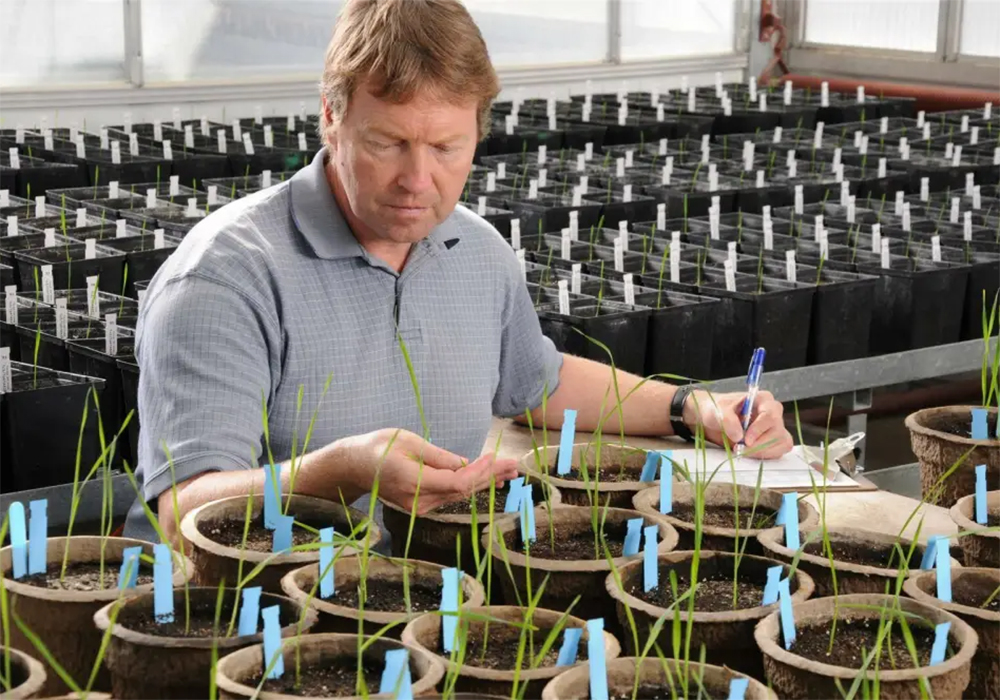 "The concept is an integrated approach… to understand what's out there and what are the problems with production," said Brent McCallum, an Ag Canada plant pathologist in Morden, Man., and one of the leaders of the Prairie Bio-Vigilance Network. | Agriculture and Agri-Food Canada photo