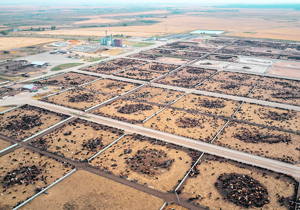 The Natural Resources Conservation Board has received 250 complaints from the neighbours of Rimrock Feeders since the operation returned to full capacity this summer after being closed since 2016.  |  Mike Sturk photo