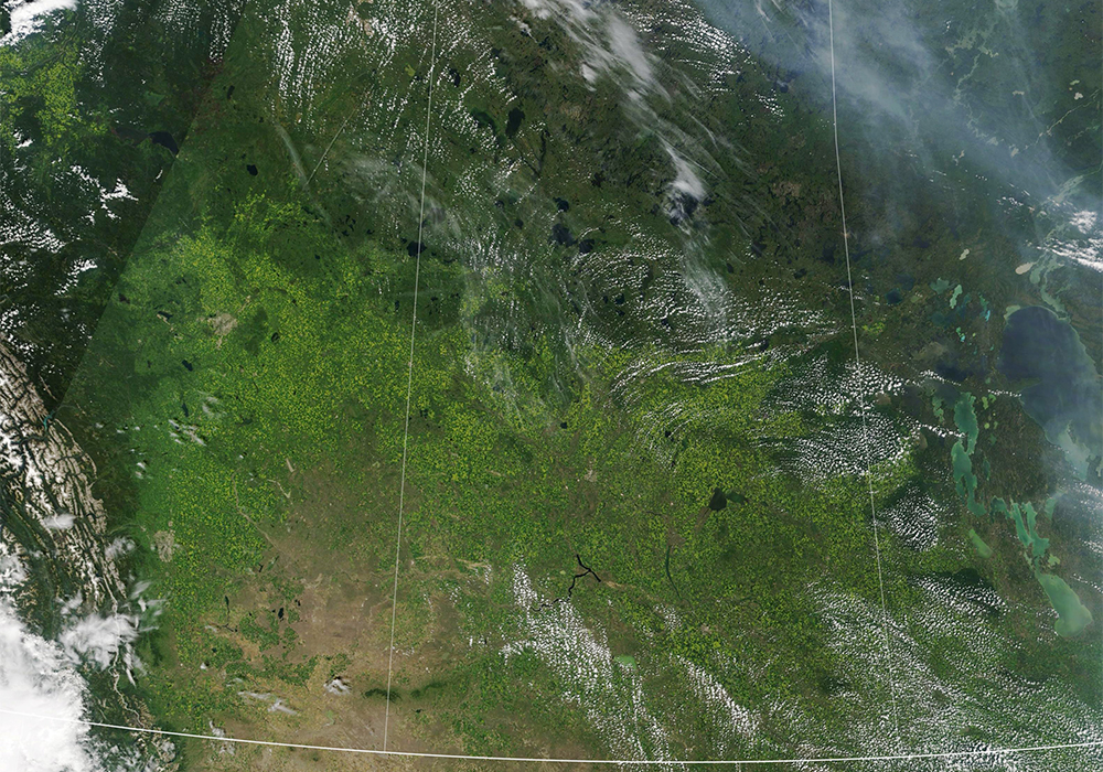 Satellite-based imagery paints rosier picture than an in-field survey. |  Screencap via earthobservatory.nasa.gov