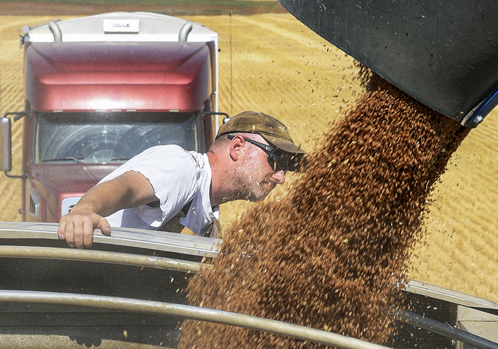 Farmers across a wide swath of the Prairies were way behind schedule getting a crop in the ground this spring. In Manitoba’s Red River Valley, growers were delayed by a full month.
That kind of delay often results in quality challenges come fall. But that’s not what the early-harvest samples are showing. Here, Sean Haroldson keeps a close eye on wheat being loaded into the semi trailer at the family farm southwest of Hanley, Sask., Aug. 25.  |  William DeKay photo