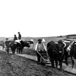 New land is broken with a walking plow and oxen team on the White Bear Reserve in southeastern Saskatchewan circa 1902-03. A new program at the University of Saskatchewan’s agriculture college is attempting to increase students’ understanding of early efforts to farm by First Nations. | Saskatchewan Archives Board photo R-A1883