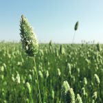 Dehulled canaryseed received human food approval in Canada and the United States in 2016, but generating interest among consumers has been a slog. | File photo
