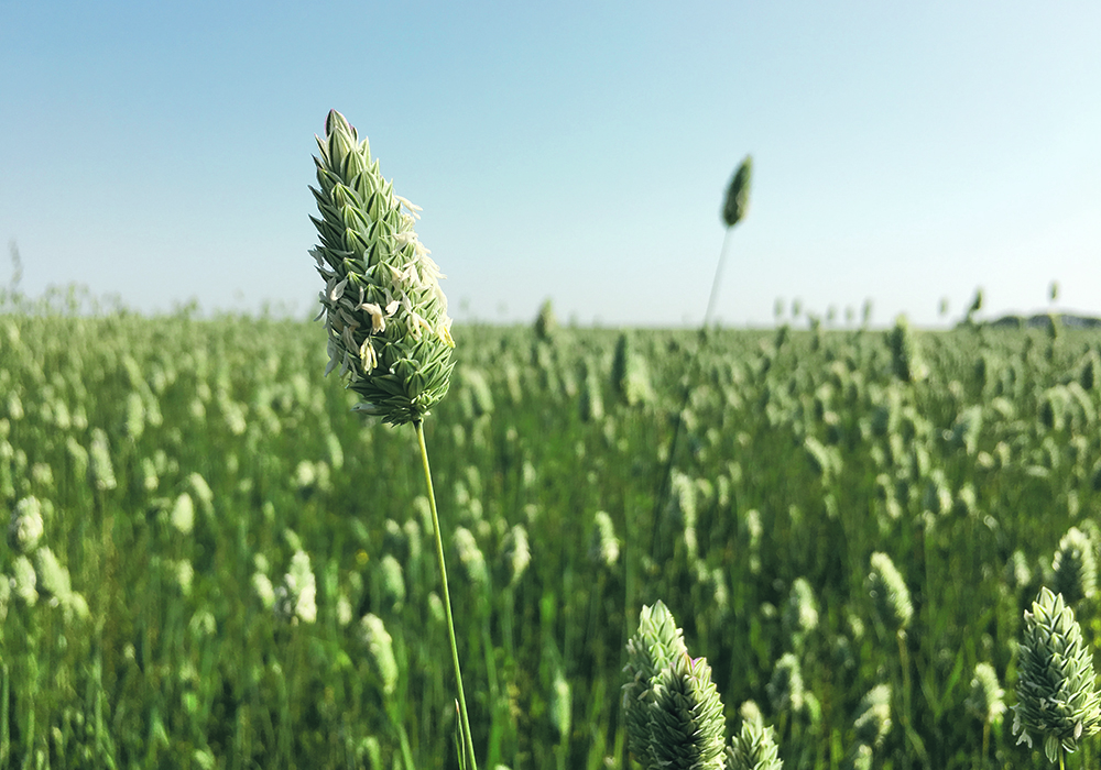 Dehulled canaryseed received human food approval in Canada and the United States in 2016, but generating interest among consumers has been a slog.  |  File photo