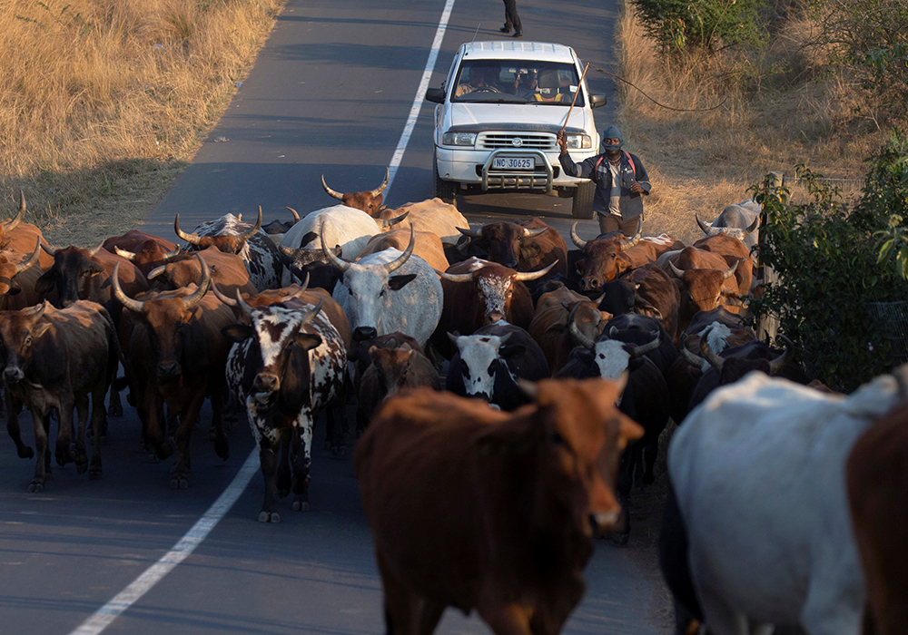 Given our broad ignorance of Africa, why do we still think we know what’s best for this culturally rich, incredibly diverse, enormous continent’s farm and food sectors? | Reuters/Rogan Ward photo