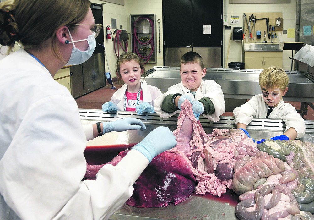 Elliot Vautier musters the courage to examine a pig’s intestines, while classmates Claire McNichol, left, and Lewis Assie from Ecole Canadienne-francaise in Saskatoon remain speechless. Mallory Norfield, a first-year veterinary student, instructed this part of the anatomy lab tour during Vetavision at the University of Saskatchewan’s Western College of Veterinary Medicine.  |  William DeKay photo