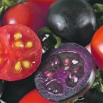 In 2008, British scientists developed a purple tomato with high levels of anthocyanins, which is a beneficial antioxidant. It took more than 14 years for the tomato to receive regulatory approval. In early September, the U.S. Department of Agriculture said the purple tomato can be safely grown and used for breeding in the United States. | John Innes Centre photo