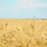 A fear of consumer backlash has prevented production of genetically modified wheat, although an Argentine biotechnology company recently shook up the global status quo by developing a GM variety that can better tolerate drought. | File photo