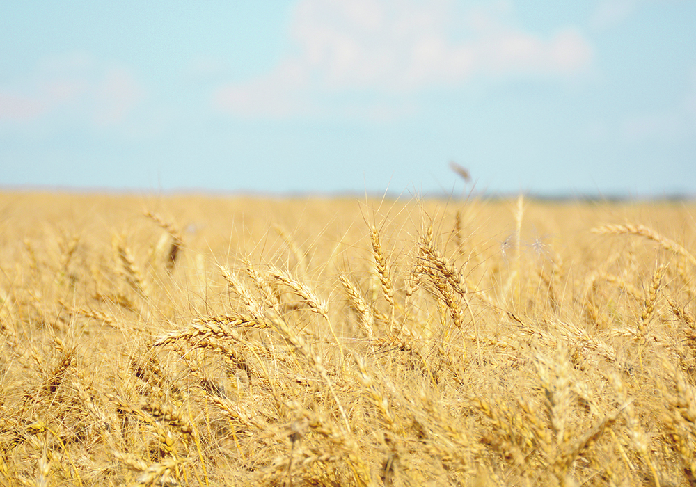A fear of consumer backlash has prevented production of genetically modified wheat, although an Argentine biotechnology company recently shook up the global status quo by developing a GM variety that can better tolerate drought.  |  File photo