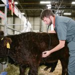 The provincial government said this morning that it will boost funding for the Western College of Veterinary Medicine in Saskatoon and create more spots for veterinary students from Manitoba. | File photo