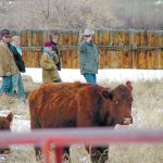 Bud Williams became well known in the cattle industry for the courses he taught about low-stress stockmanship. | Williams family photo