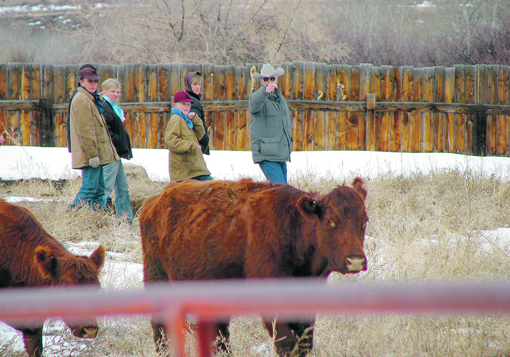 Bud Williams became well known in the cattle industry for the courses he taught about low-stress stockmanship.  |  Williams family photo