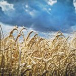A recent study found that out of the 64 volatile compounds detected in the 2019 malting barley crop, 43 showed significant varietal differences. As well, out of the 32 non-volatile compounds detected in beer made from the 2019 crop, 21 showed significant varietal effect and eight showed a significant location effect. | File photo