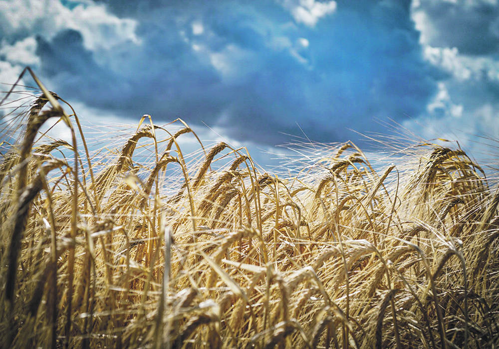 A recent study found that out of the 64 volatile compounds detected in the 2019 malting barley crop, 43 showed significant varietal differences. As well, out of the 32 non-volatile compounds detected in beer made from the 2019 crop, 21 showed significant varietal effect and eight showed a significant location effect.  |  File photo