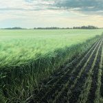 Growers can use Pattern Ag’s service to see the level of pathogen pressure in each of their field grids. | Brian Cross photo