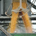 There have been mixed signals from Mexico as to whether it will actually ban imports of American genetically modified corn by 2024. | Reuters/ Yahir Ceballos photo