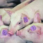 Coccidiosis can be undiagnosed in hogs because it comes with other diseases that are more easily detected. | File photo
