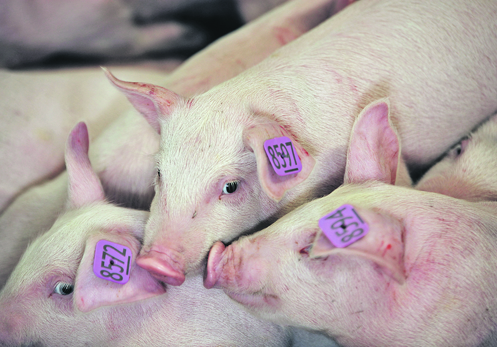 Coccidiosis can be undiagnosed in hogs because it comes with other diseases that are more easily detected.  |  File photo