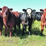 Clostridial diseases occur most often in younger cattle because older animals develop some resistance. | File photo