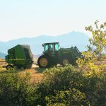 Feed tests are a particularly good idea in years of drought and hail-damaged crops so that producers know how to make up nutritional deficiencies. | Wendy Dudley photo