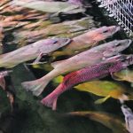 Researchers at the University of Saskatchewan think the peas and fababeans grown on the Prairies could be turned into a profitable new industry supplying feed to the aquaculture sector. | Reuters/ Loriene Perera photo