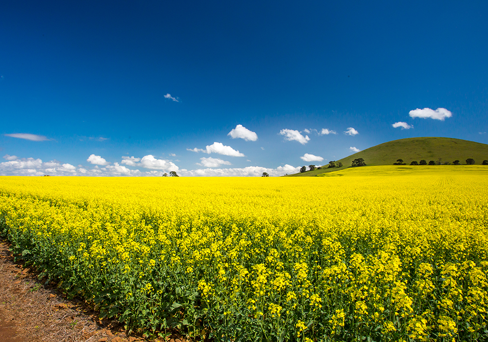China has been "effectively closed" to Australian canola due to strict import regulations, according to the Australian Oilseeds Federation (AOF). | Getty Images