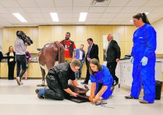 Students assist with a calving demonstration Sept. 29 during the announcement of Saskatchewan government funding for five more student spots at the Western College of Veterinary Medicine.  |  Christina Weese photo
