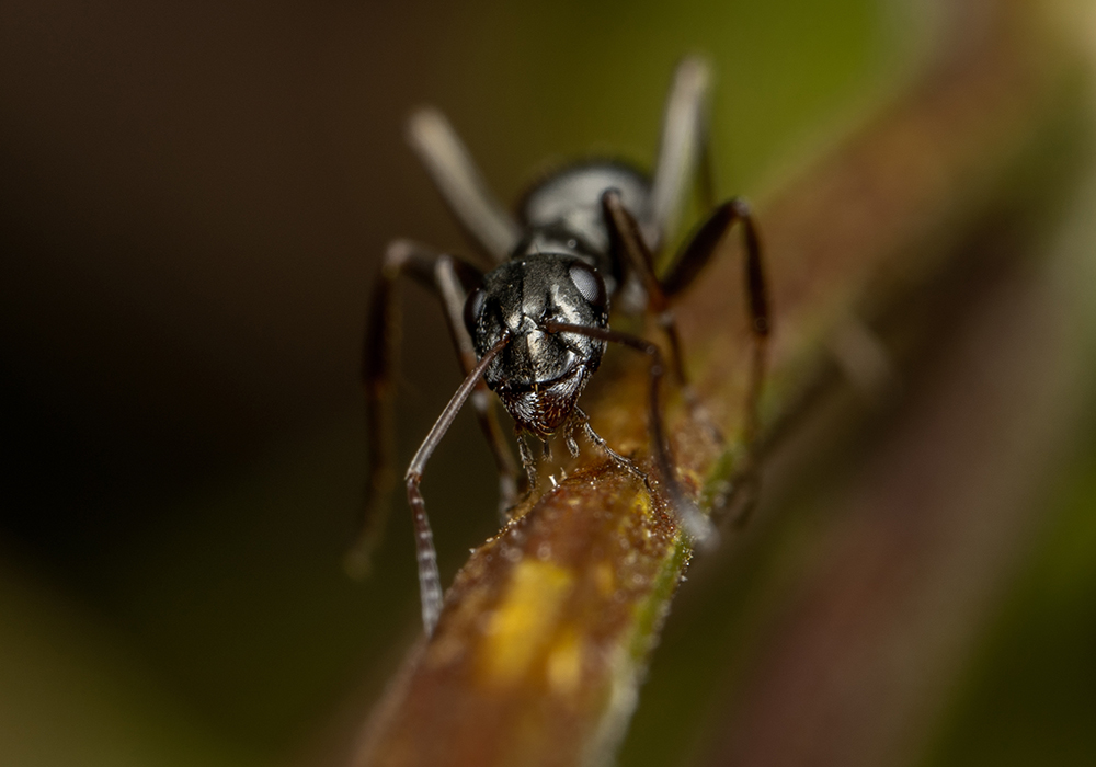 Now, apparently, we’re also counting ants. | Getty Images