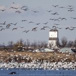 Manitoba was largely spared from the worst effects earlier this year, but autumn hasn’t been so kind when it comes to the bird flu in the Keystone province. | File photo