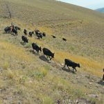 Trailing cattle by horseback has the advantage of moving slow enough to accommodate the animals’ natural travelling speed. | Heather Smith Thomas photo