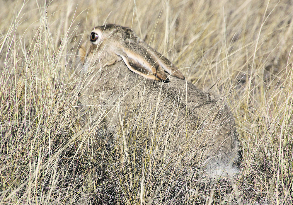 Researchers remain on the alert after rabbit hemorrhagic disease was found this summer in at least one native rabbit in Alberta. Native species do not carry immunity to the disease and would be highly susceptible to infection.  |  Paula Larson photo