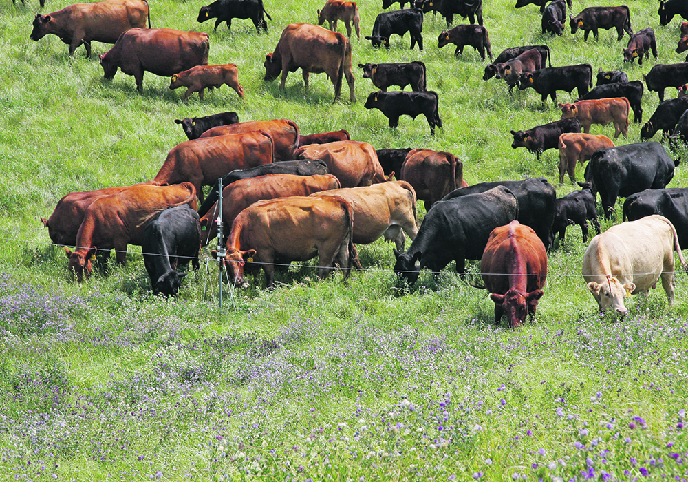 The On-Farm Climate Action Fund includes $10 million delivered through the Canadian Forage and Grassland Association, which could help producers plan and implement rotational grazing practices.  |  Karen Briere photo