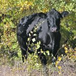 A western Canadian study found an increased risk of cows being open in herds where a bull tested positive for Campylobacter fetus. | Paula Larson photo