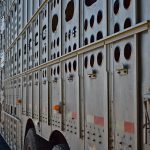 Three studies have now concluded that a rest stop during long transport does not benefit weaned calves. | File photo