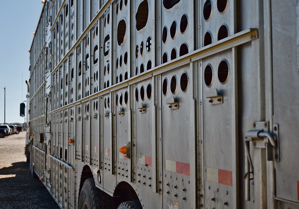 Three studies have now concluded that a rest stop during long transport does not benefit weaned calves. | File photo