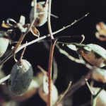 Agriculture Canada is forecasting 157,000 tonnes of Canadian chickpea production this year, although some analysts believe it will be lower. | File photo