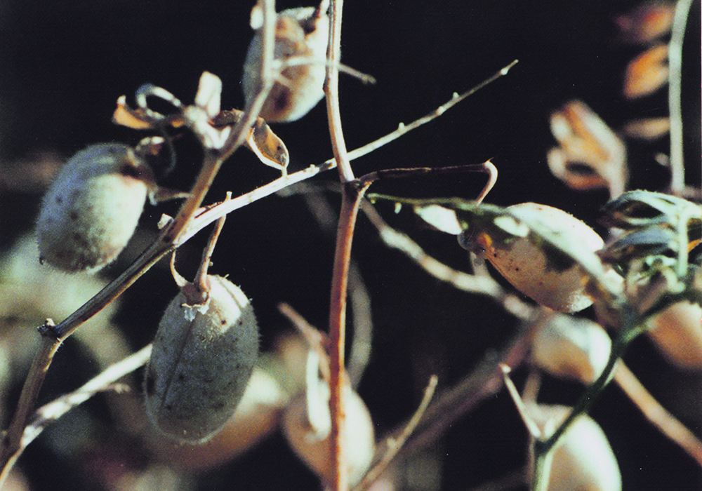 Agriculture Canada is forecasting 157,000 tonnes of Canadian chickpea production this year, although some analysts believe it will be lower.  |  File photo
