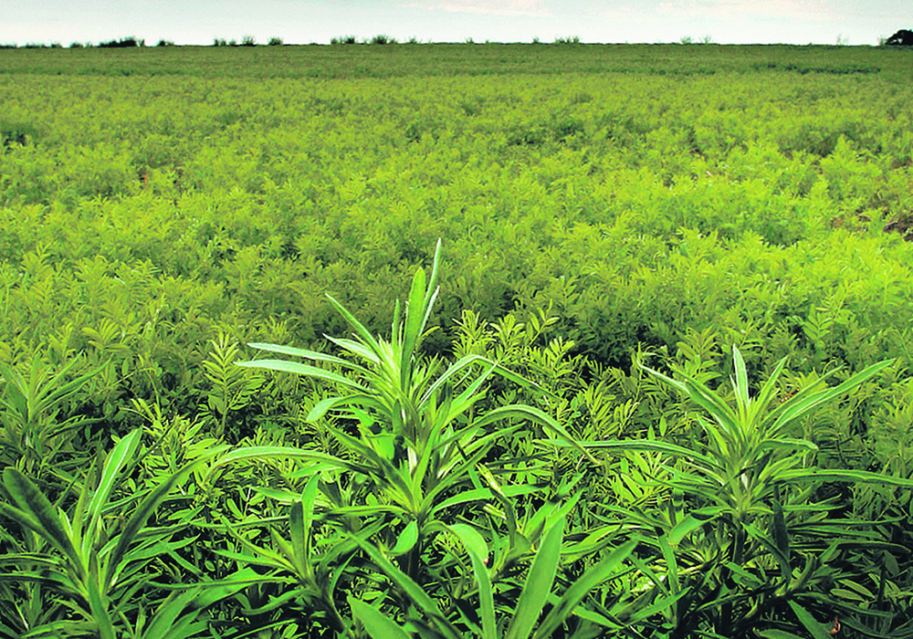 Dry conditions on the Prairies in recent years have seen kochia populations thrive, while the weed’s pollen has also been found to be a source for herbicide resistance through its unique flowering.  |  File photo