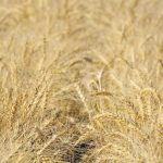 Plants are carbon sequestration factories, and it’s important to recognize this vital human-plant relationship. | File photo