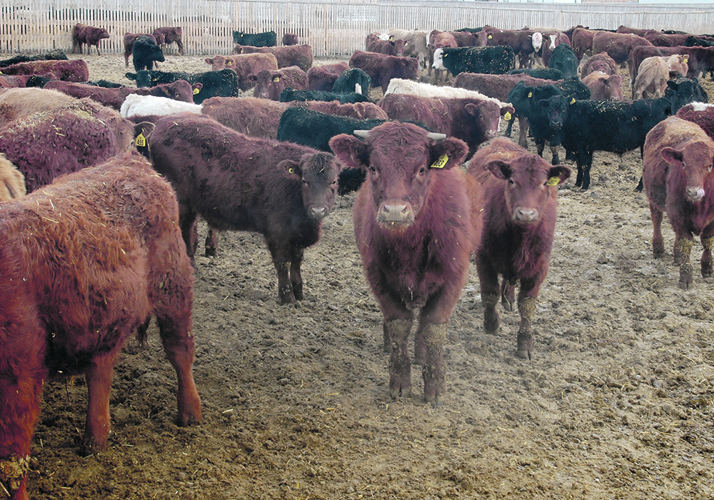 In the NRCB’s Oct. 6 ruling denying the appeal, the board stated, “the issues raised are of little merit.”  | File photo