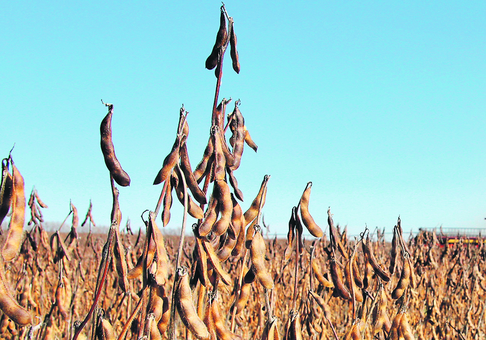 "If the South Americans can pull off a big bean crop, look out below," John DePutter, founder of DePutter Publishing, said during a recent webinar hosted by FarmLink Marketing Solutions. | File photo
