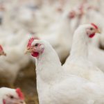 More than 47 million birds have died due to infections and cullings. This has spurred export bans, lowered egg and turkey production, and contributed to record prices of the staples ahead of the U.S. holiday season. | Getty Images