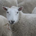 New Zealand Prime Minister Jacinda Ardern said the proposal would make New Zealand farmers not only the best in the world but the best for the world. | File photo