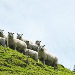 Besides working to develop feed additives that would reduce methane emissions produced by livestock, scientists also say they have successfully bred low-methane producing sheep. | Reuters/Naomi Tajitsu photo