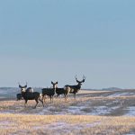 Chronic wasting disease has spread throughout much of Saskatchewan and has been detected in deer, moose or elk in 59 of the province’s 83 wildlife management zones. | File photo