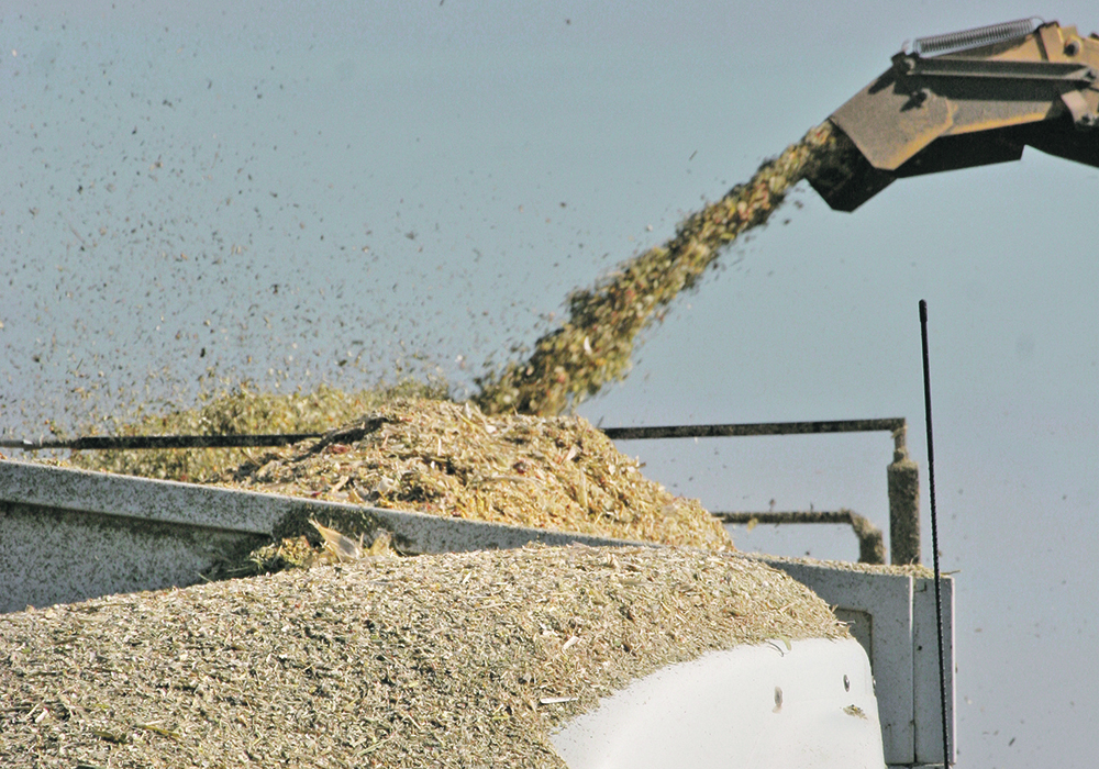 Although it can spread between animals, the main source of infection in farm animals is poor quality silage. Silage that has not acidified properly (with higher pH than normal) allows the bacteria to proliferate. | File photo