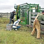 Matt Watkins works the head gate, Devon Fingland Watkins records and Tyler Loeppky moves the calves in the chute. | Mickey Watkins photo