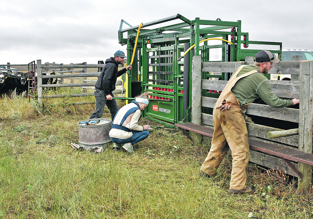 Matt Watkins works the head gate, Devon Fingland Watkins records and Tyler Loeppky moves the calves in the chute. | Mickey Watkins photo